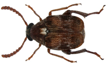 callosobruchus-chinensis