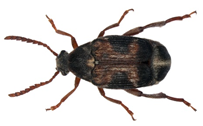 callosobruchus-maculatus