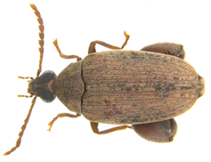caryedon-serratus