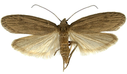 corcyra cephalonica