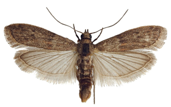 ephestia cautella