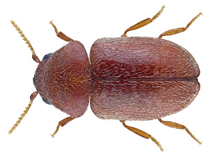 lasioderma-sericorne