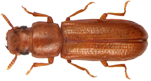 latheticus oryzae