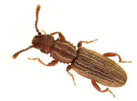 oryzaephilus surinamensis