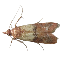 plodia_interpunctella-removebg