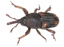 sitophilus oryzae