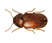 stegobium paniceum