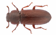 tribolium confusum