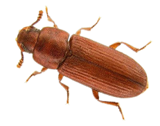 tribolium_castaneum-removebg
