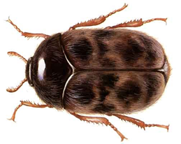 trogoderma granarium2
